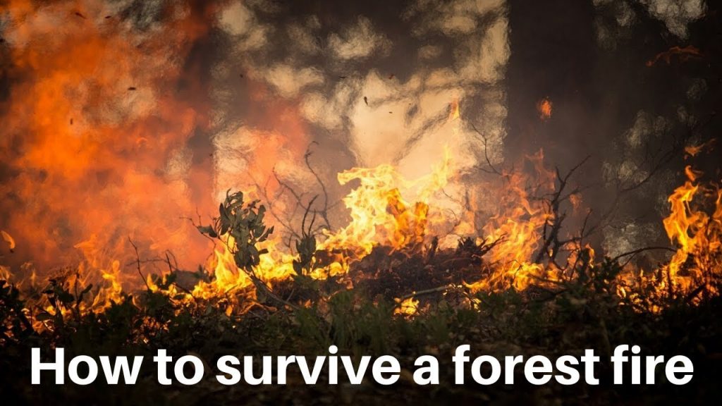 surviving a forest fire