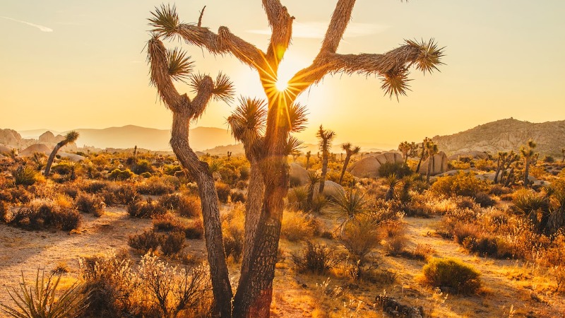 Dangers of the Desert